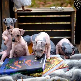 American Hairless Terrier and Flat-Coated Retriever Puppies from Inspired Flat-Coated Retrievers and American Hairless Terriers