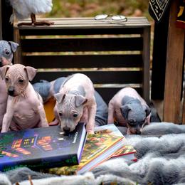 American Hairless Terrier and Flat-Coated Retriever Puppies from Inspired Flat-Coated Retrievers and American Hairless Terriers
