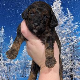 Cupid - Black and tan male Cavapoo puppy in Coshocton, Ohio from Forever Family Puppies