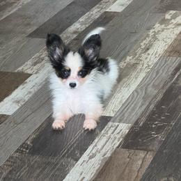 Sadie's Girl 3 - White black and tan female Papillon puppy in Shirley, Arkansas from Lucky Pups