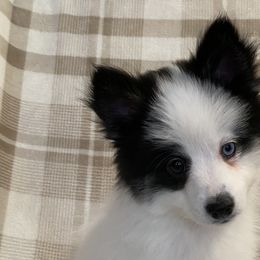 Boy 1 - Black and white Pomsky puppy in Dingmans Ferry, Pennsylvania from Azura Pomskies