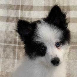 Boy 1 - Black and white Pomsky puppy in Dingmans Ferry, Pennsylvania from Azura Pomskies