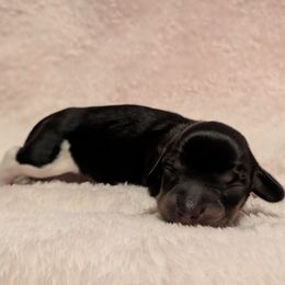 Boy 1 - Piebald male Dachshund puppy in Battle Ground, Washington from Ferguson's Bulldogs