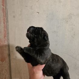 Girl 1 - Black brindle female Cane Corso puppy in Vernal, Utah from Diamond Ridge Cane Corsos