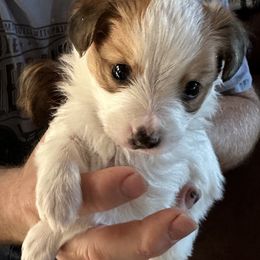 Papillons from Cheryl's Papillons