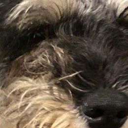 Matt - Miniature Schnauzer