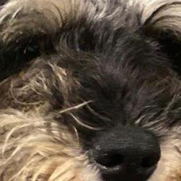 Matt - Miniature Schnauzer