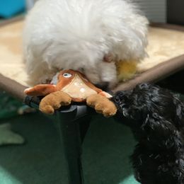 Poodle Puppies from Clarion Poodles