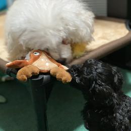 Poodle Puppies from Clarion Poodles