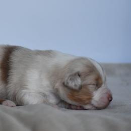 Soleil - Red merle female Australian Shepherd puppy in Jameson, Missouri from Sky Creek