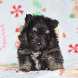 Tripp - Tri-color male Pomsky puppy in Coos Bay, Oregon from Ocean View Pomskies
