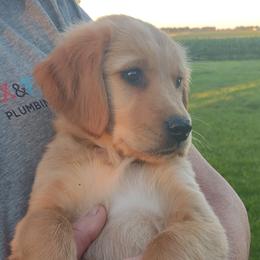Boy 4 - Golden Golden Retriever puppy in Grand Meadow, Minnesota from Root River Retrievers