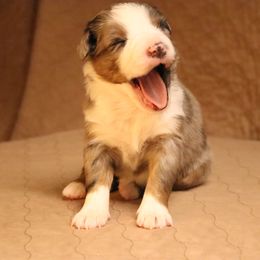 Australian Shepherd Puppies from Lost Coast Aussies