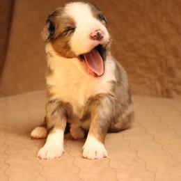 Australian Shepherd Puppies from Lost Coast Aussies