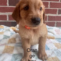 Orange collar boy - Dark golden male Golden Retriever puppy in Buchanan, Georgia from Morgan’s Heart of Gold Retrievers