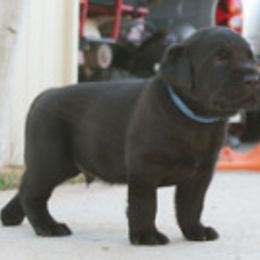 Labrador Retriever Puppies from Timber's Labradors