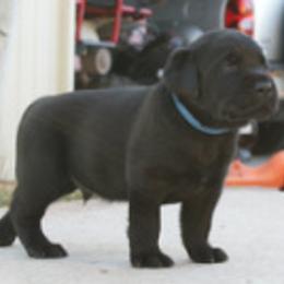 Labrador Retriever Puppies from Timber's Labradors