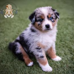 Étouffée - Blue merle female Australian Shepherd puppy in Buena Vista, Colorado from Wigglebutts Unlimited