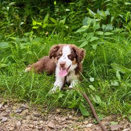 Anthony - Red tri male Miniature Australian Shepherd puppy in Macomb, Missouri from Show Me MO Aussies