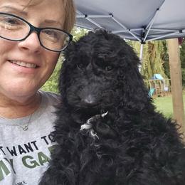 Cash - Black male Double Doodle puppy in Jeddo, Michigan from Bert's Doodles