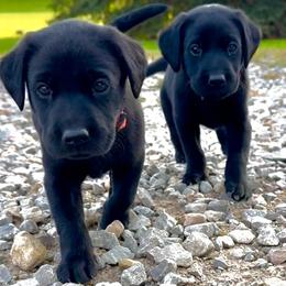 Labrador Retriever Puppies from Ozatonka British Labs