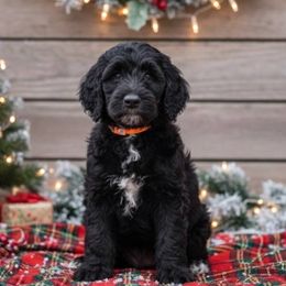 Orange Boy - Black male Goldendoodle puppy in Ocala, Florida from Dandy Doodles