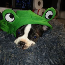 Boston Terrier Puppies from I Love Pups