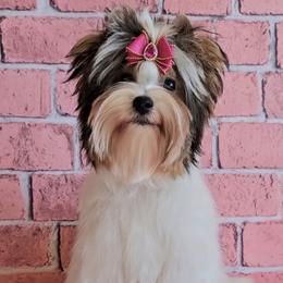 Chanel - Yorkshire Terrier