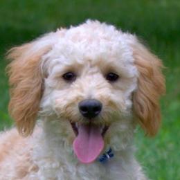 Willow - Poodle