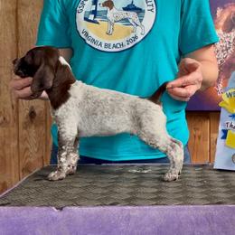 Aladdin - Liver and white male German Shorthaired Pointer puppy in North Branch, Minnesota from Chrishelle Farm