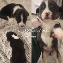 Girl 2 - Black and tan female Pembroke Welsh Corgi puppy in Ridgeville, Indiana from Bonvillian Pups