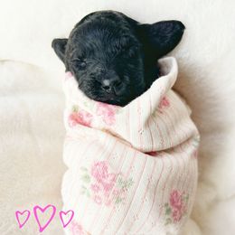 Lucy - Phantom female Goldendoodle puppy in Warrensburg, Missouri from Supreme Doodles