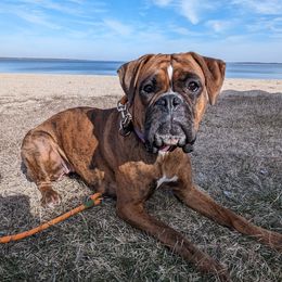Boxers from Beach Ave Boxers