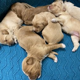 Australian Labradoodle Puppies from Salona Australian Labradoodles