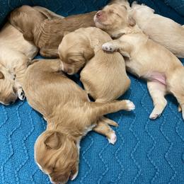 Australian Labradoodle Puppies from Salona Australian Labradoodles