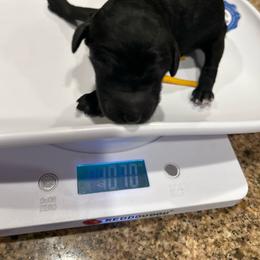 Denver - Silver female Poodle puppy in Mobile, Alabama from Semmy’s Standard Poodle LLC