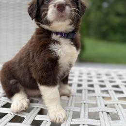 Bordoodle Puppies from Borders of Eby Eden