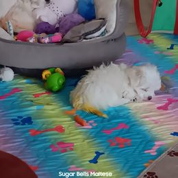 Maltese Puppies from SugarBellsMaltese