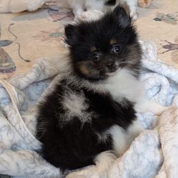 Little Baby Sarah - Tri-colored female Pomeranian puppy in Danielsville, Georgia from PassionatePomPoms