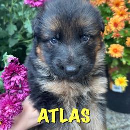 Atlas - Black and red male German Shepherd puppy in Graham, Washington from Wildeflecken Shepherds