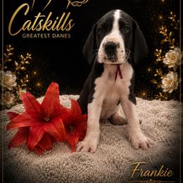 Frankie - Mantle male Great Dane puppy in Liberty, New York from Catskills Greatest Danes
