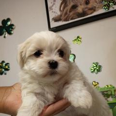 Girl I - White female Mal-Shi puppy in Boca Raton, Florida from Tina-Marie's Pups