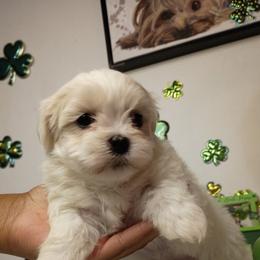 Girl I - White female Mal-Shi puppy in Boca Raton, Florida from Tina-Marie's Pups