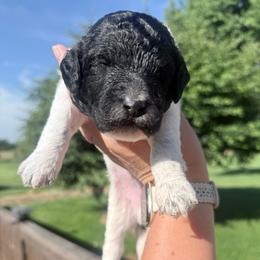 Black and white - Parti male Goldendoodle puppy in Mc Cutchenville, Ohio from Dawn's Doodles