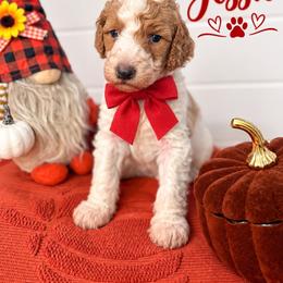 Jessie(Red) - Parti female Poodle puppy in Stuart Fl, Florida from Lincoln & Lady Co.