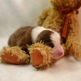 Heath - Red tri-color male Australian Shepherd puppy in Maryland from Lake Shore Australian Shepherds