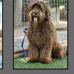 Penny - Australian Labradoodle