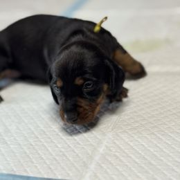 Lexus (yellow) - Black and tan female Dachshund puppy in Turlock, California from Valley Bassets & Dachshunds