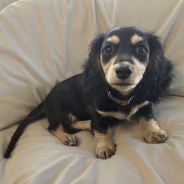 Tillie - Black and cream female Dachshund puppy in Bradenton, Florida from Leah’s Suncoast Doxies