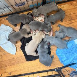 French Bulldog Puppies from Blue Ridge Frenchies of Virginia